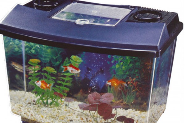fish-tank